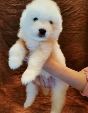 due bellissimi cuccioli di samoiedo | Foto 1