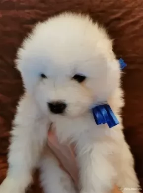 due bellissimi cuccioli di samoiedo | Foto 0