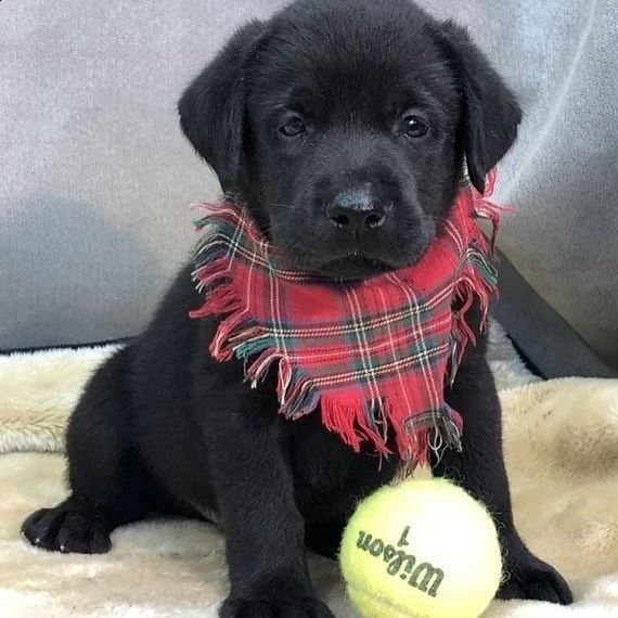 simpatici cuccioli di labrador retriever in adozione | Foto 1