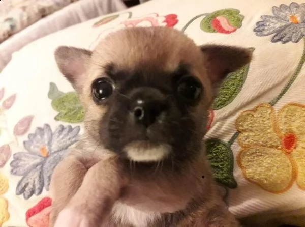  regalo cuccioli di chihuahua mini toy cuccioli di chihuahua mini toy , ancora disponibili un maschi