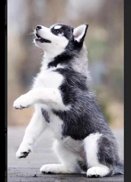  regalo siberian husky con pedigree consegna con : libretto sanitario, vaccini certificati dal veter