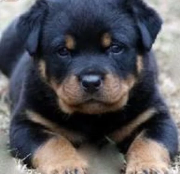  regalo rottweiler cuccioli (maschio e femmina)