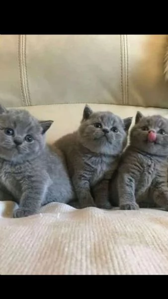    splendidi gattini disponibili per l'adozione