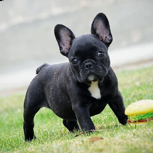  regalo cuccioli di bulldog francese bellissimi cuccioli disponibili, carattere adorabile ,sono doci