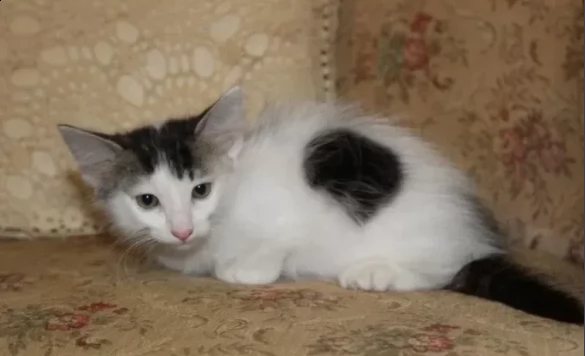 cuccioli di munchkin di razza | Foto 0