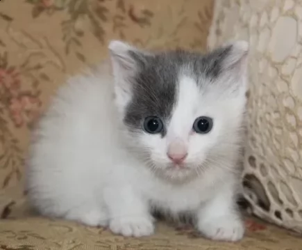 cuccioli di munchkin di razza