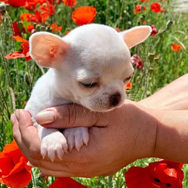 regalo chihuahua cuccioli meravigliosi ! 