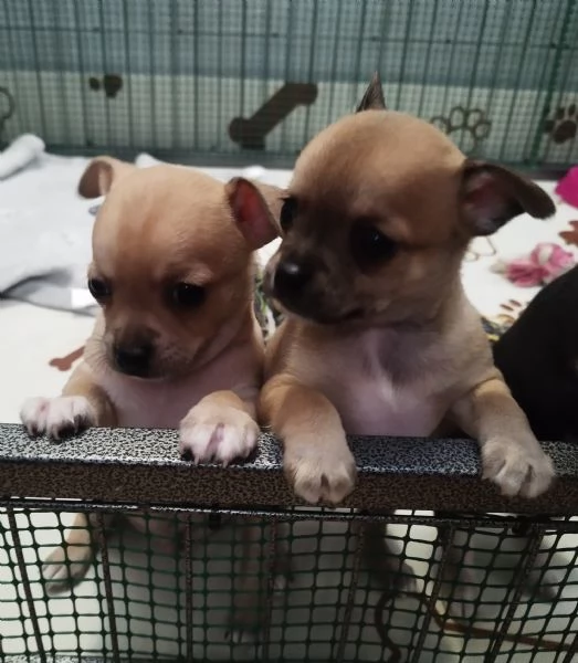Cuccioli Chihuahua  | Foto 3