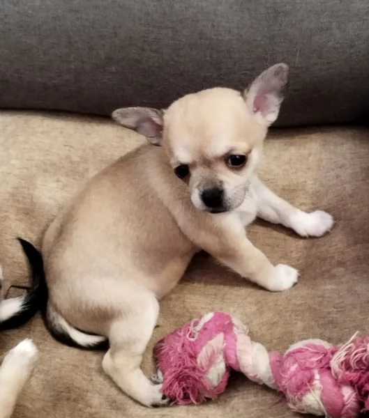 Cuccioli Chihuahua  | Foto 2