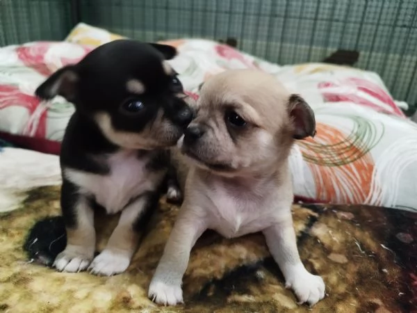 Cuccioli Chihuahua  | Foto 1