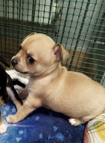 Cuccioli Chihuahua  | Foto 0