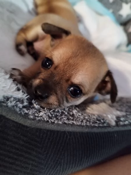 Cuccioli Chihuahua 