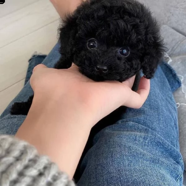 adorabili cuccioli di shih tzu maschi e femmine