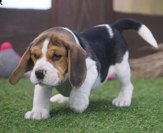 bellissimi cuccioli di beagle
