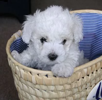 disponibili cuccioli di bichon frisè