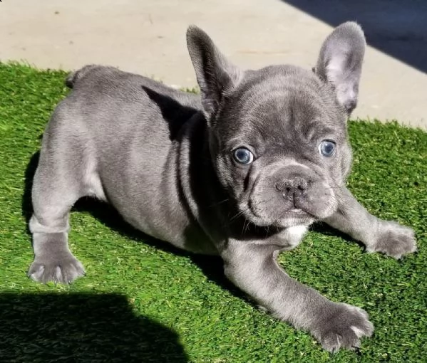 cuccioli di bouledogue bulldog blue
