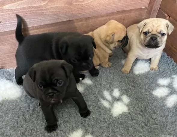 cucciolo di carlino maschio e femmina