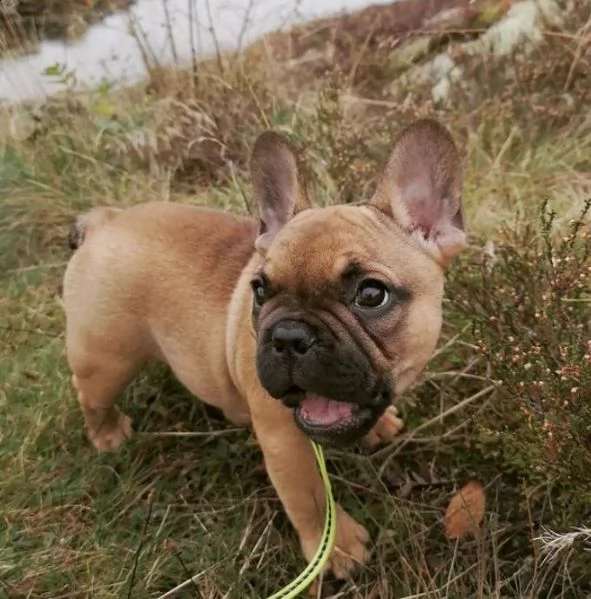 regalo bouledogue francese | Foto 0