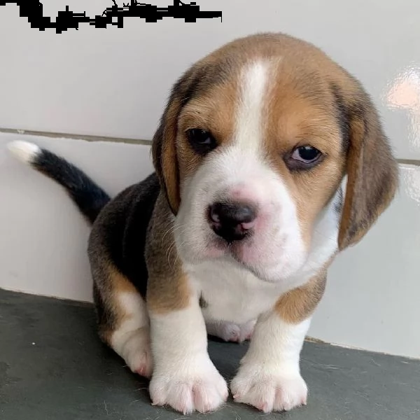 cuccioli di beagle bellissimi cuccioli di beagle tricolore. 