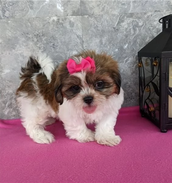 shih tzu