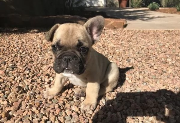 regalo bouledogue francese