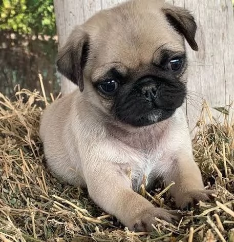 regalo carlino | Foto 0