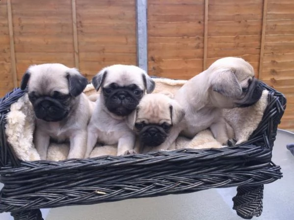 regalo cuccioli di carlino...