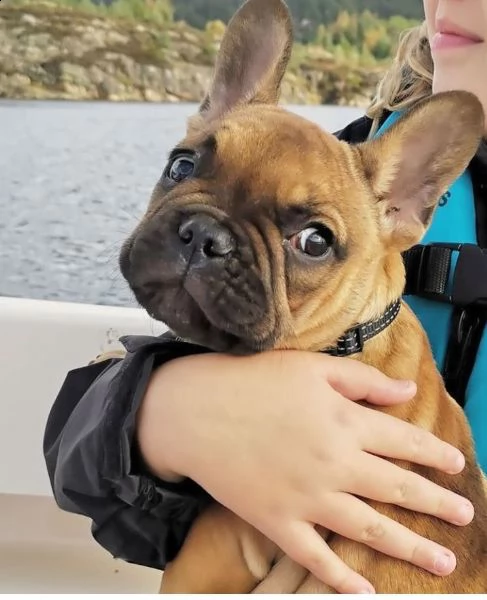  regalo bouledogue francese | Foto 0