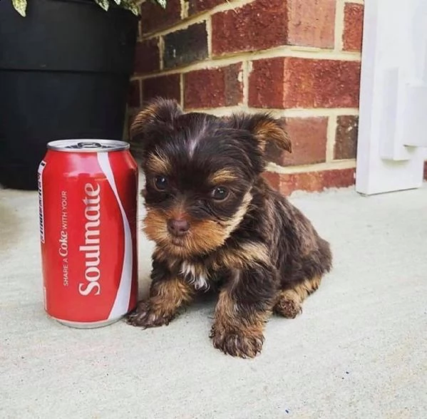 adorabili cuccioli di yorkshire terrier maschio e femmina