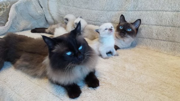 dolcissimi cuccioli ragdoll | Foto 1