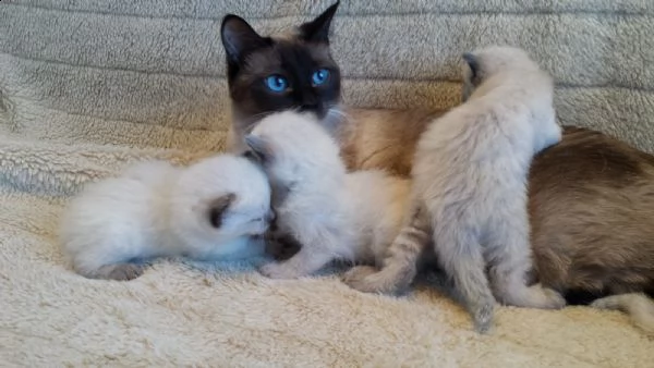 dolcissimi cuccioli ragdoll | Foto 0