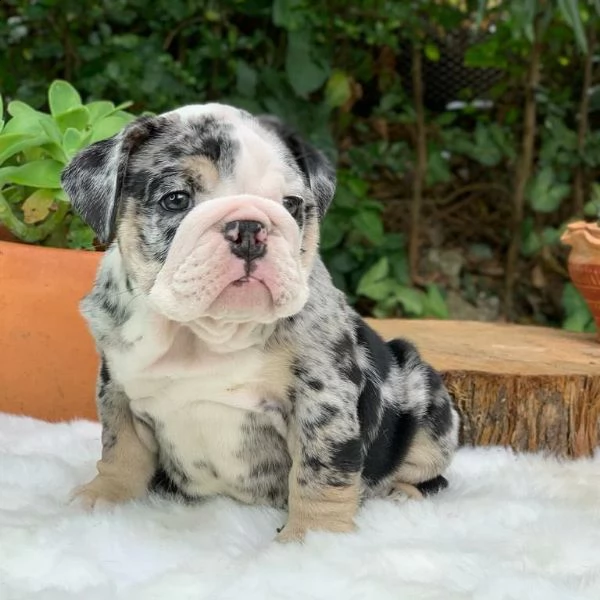 english bulldog puppies  | Foto 0