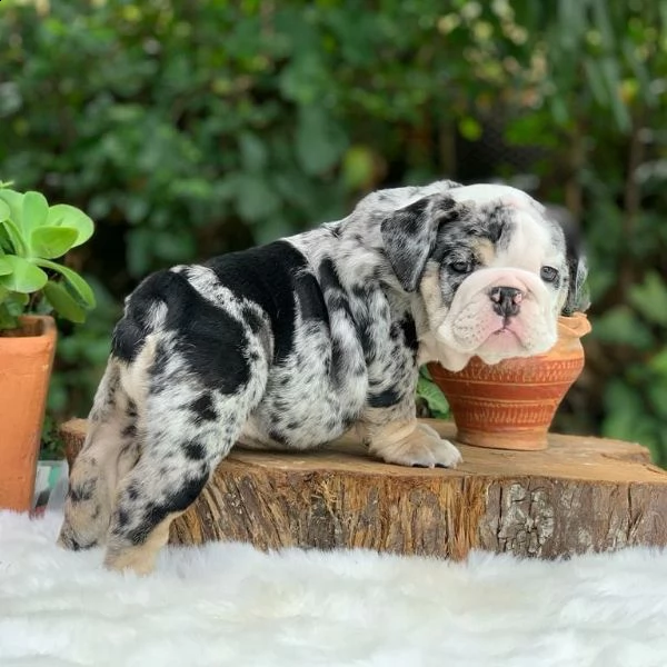 bulldog inglese | Foto 0