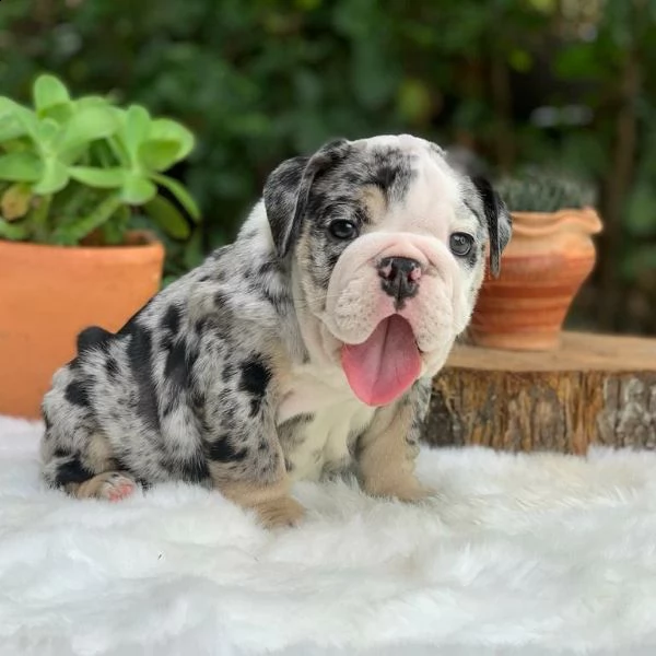 bulldog inglese