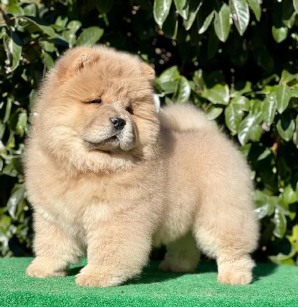 regalo bianchi cuccioli di chow chow cuccioli di chow chow bianchi / crema - molto belli! maschi e f
