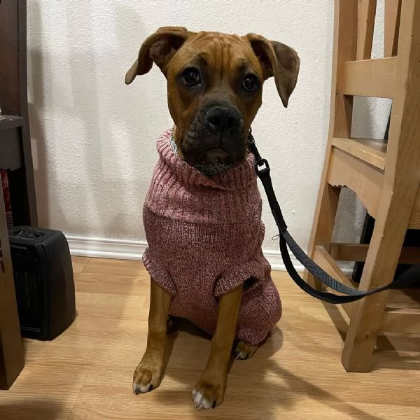 regalo estremamente carino cuccioli di boxer per l'adozione sono a casa sollevati e vasino addestrat