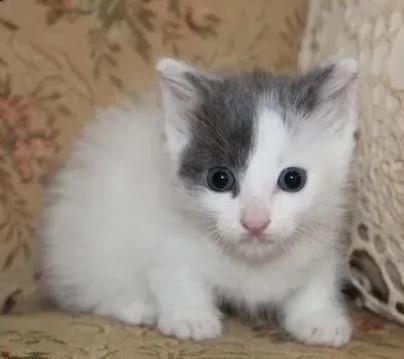 due gattini di razza munchkin vaccinati