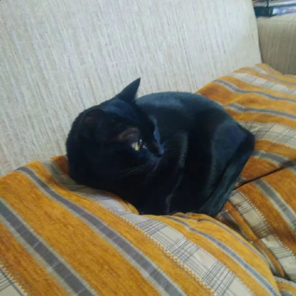 adorabili  gattini di bombay   bellissimi gattini disponibili,carattere adorabile,sono docili e affe