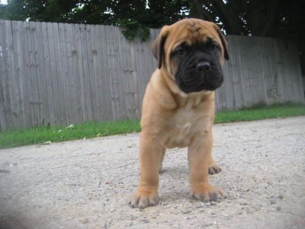  regalo bullmastiff cuccioli adorabili cuccioli di bullmastiff femminucce e maschietti disponibili p