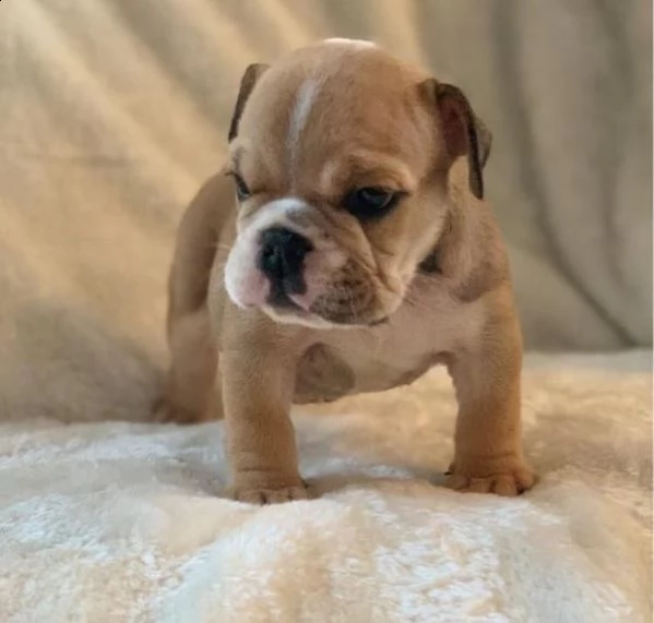 cuccioli bulldog inglese adozione