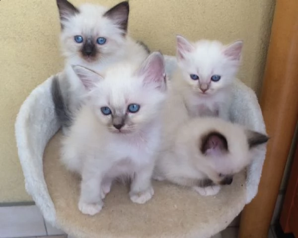 cerco cucciolo di sacro di birmania