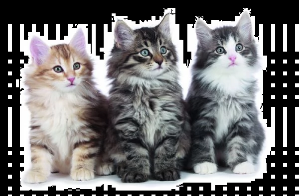 cerco cucciolo di gatto norvegese 