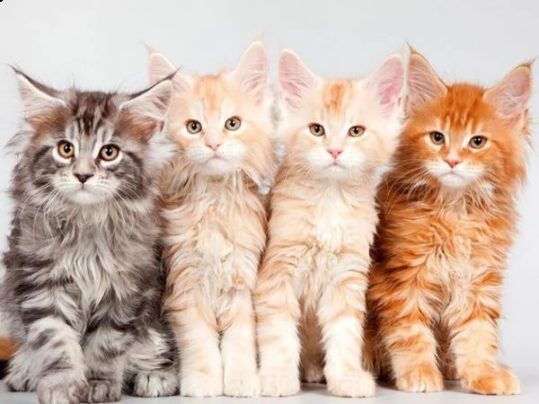 cerco gattino a pelo lungo in regalo