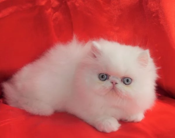 persiano gattini in regalo