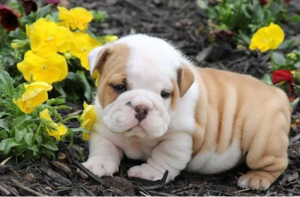 cuccioli bulldog inglese per l'adozione,