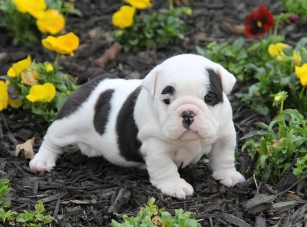 cuccioli bulldog inglese per l'adozione,,