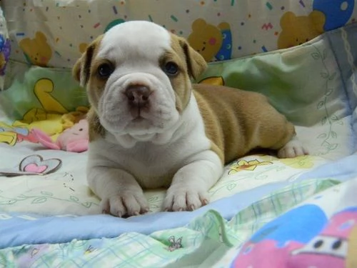 cuccioli bulldog inglese per l'adozione!
