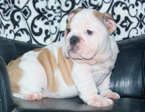 cuccioli bulldog inglese per l'adozione!!
