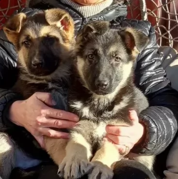 cuccioli di pastore tedesco