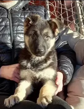 cuccioli di pastore tedesco | Foto 0